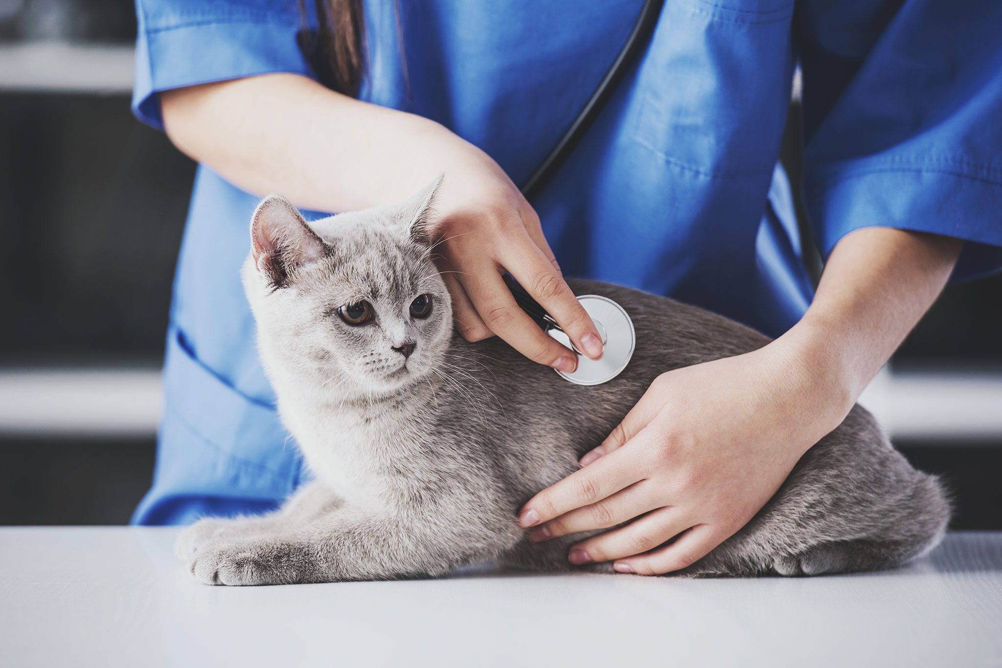 Doctor Checking Cats Heart With Stethoscope