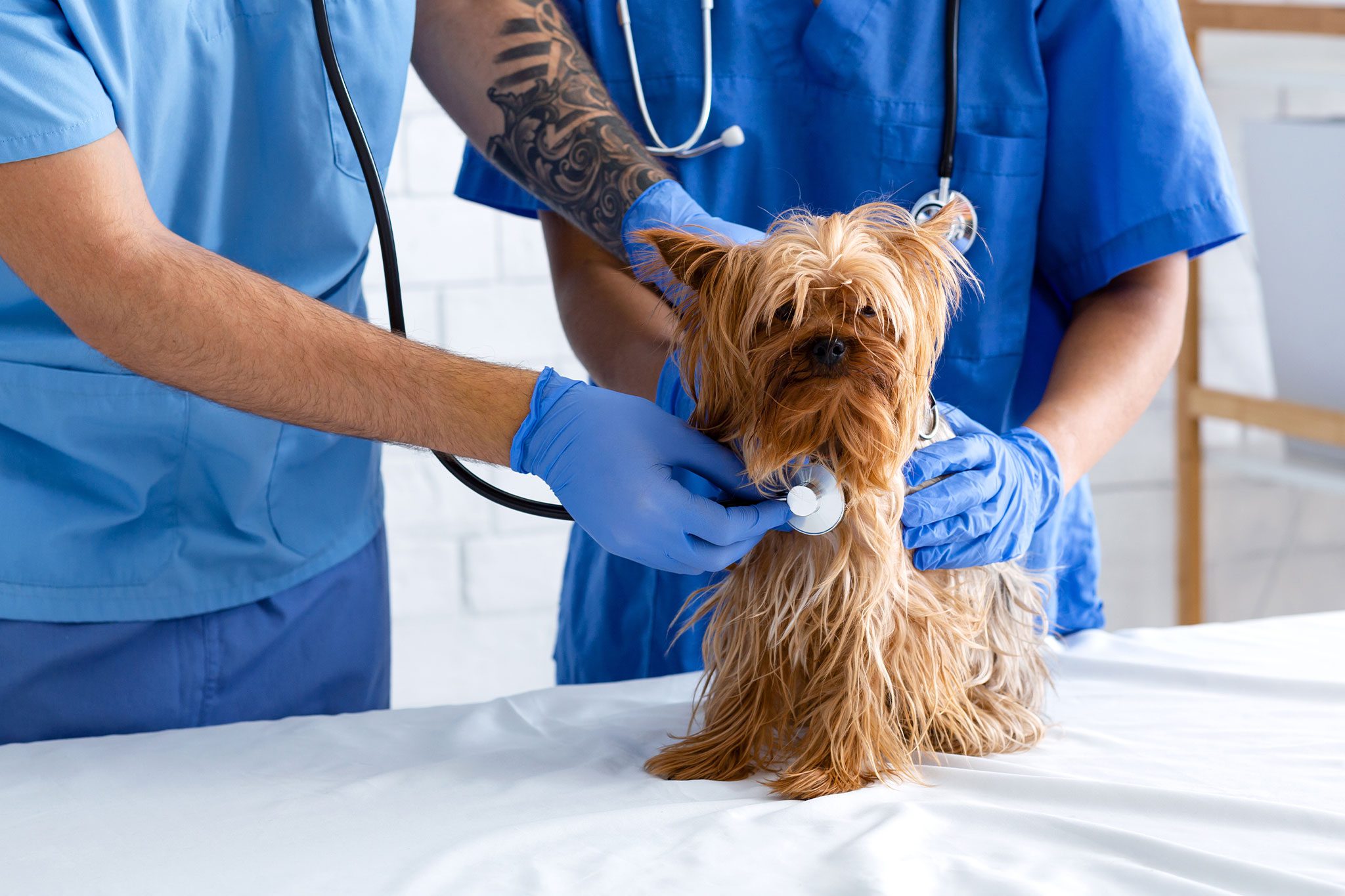 Doctors Checking Yorshire Terrier Puppys Heart