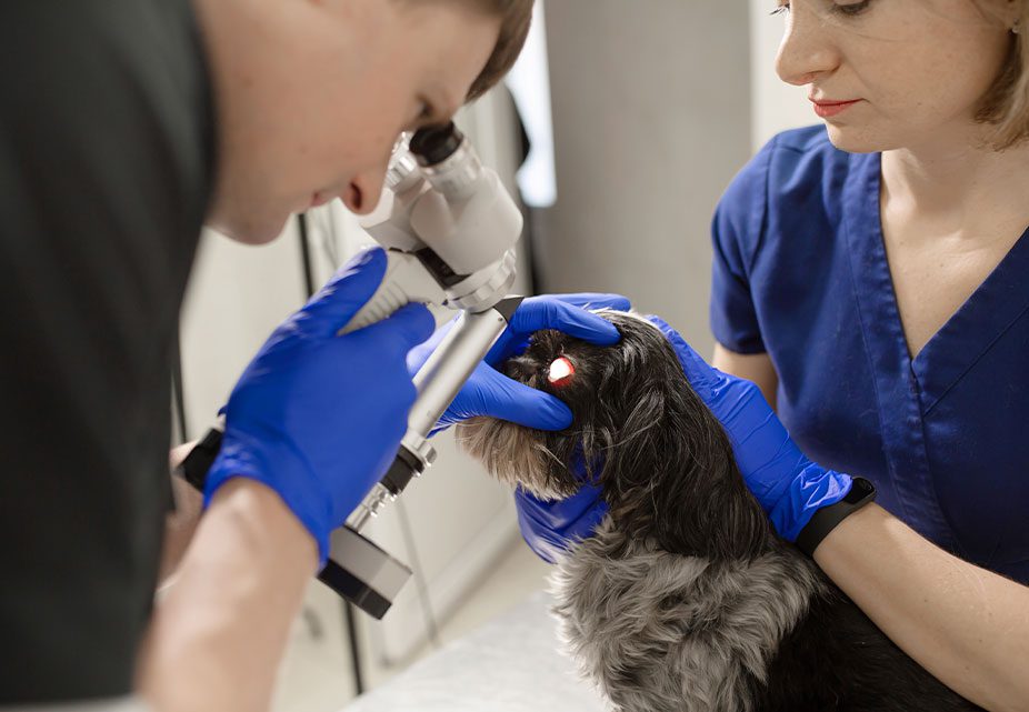 Ophthalmologist Checking Dogs Eyes