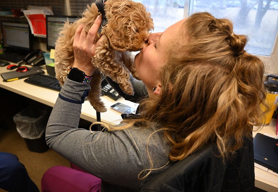 Staff Member Holding Up And Kissing Small Goldendoodle Puppy On Nose