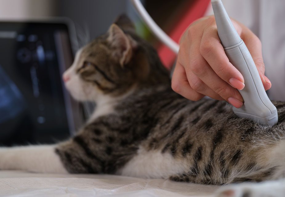 Technician Performing Abdominal Ultrasound On Cat