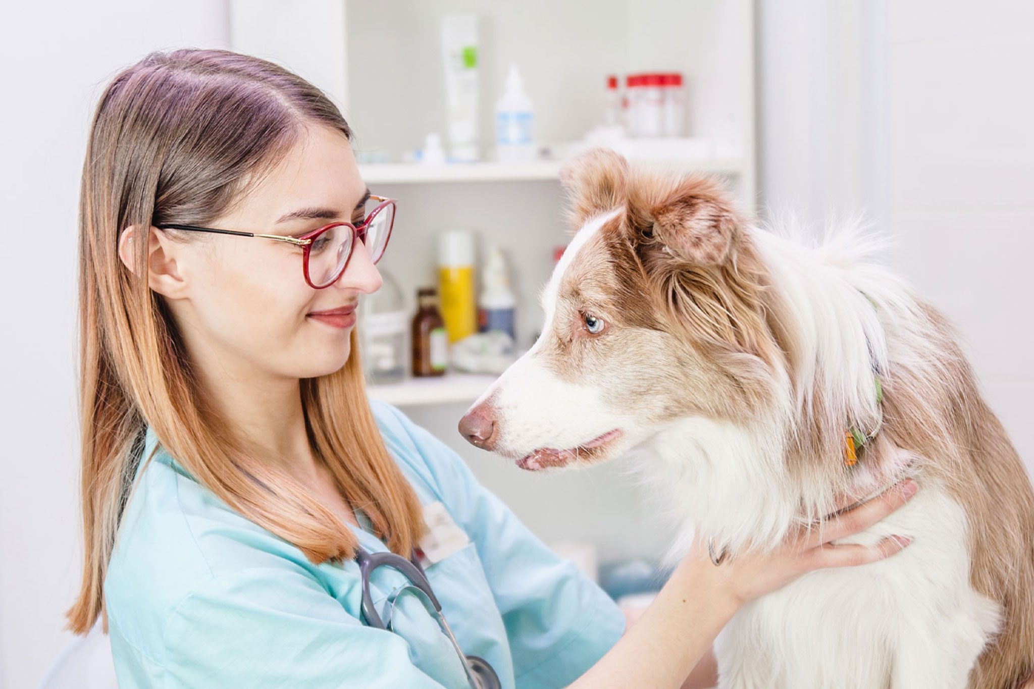 Veterinarian Smiling At Australian Shepherd Dog On Exam Table Mobile