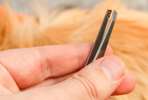 close-up-of-pet-owner-holding-tweezers-with-tick-near-dog