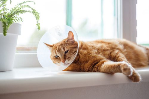 orange-cat-laying-in-a-window-sill-wearing-an-e-collar