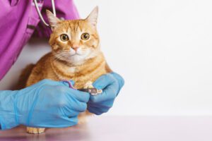 Vet Operating Declaw Do Vets Still Declaw Cats? | Brinker Veterinary Hospital