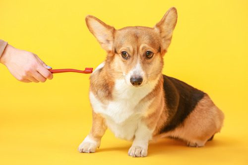 pet-owner-holding-toothbrush-while-curious-corgi-dog-watches