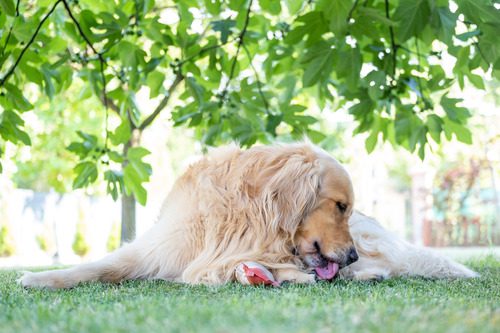 golden-retriever-dog-laying-in-the-grass-licking-its-paw