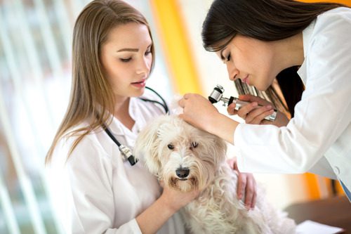 vet-tech-holding-small-white-dog-while-vet-checks-its-ears