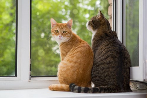 orange-cat-and-brown-cat-sitting-side-by-side-in-a-window-sill