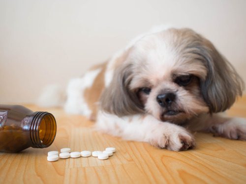 White-medicine-pills-spilling-out-of-a-bottle-on-the-wooden-floor-with-blurred-Shih-tzu-dog-nearby