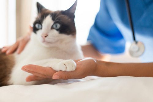 vet-holding-black-and-white-cat's-paw-at-clinic