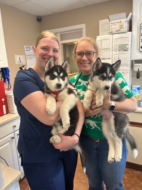 Two Vets With Huskies