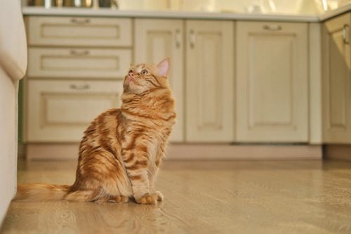 orange cat sitting on the floor of the kitchen looking up at the counter