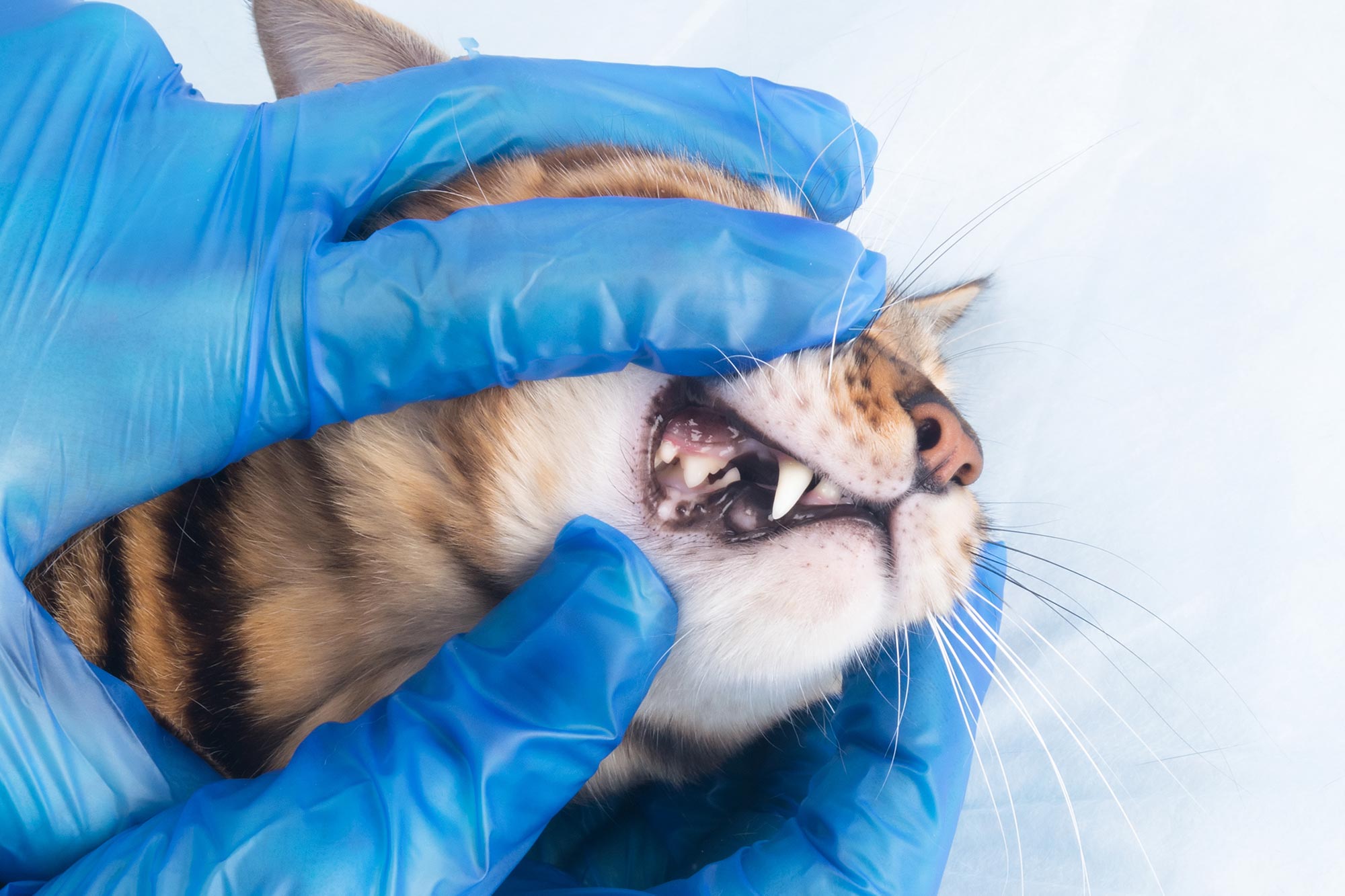 veterinarian wearing blue latex gloves checking cat's teeth and gums during exam