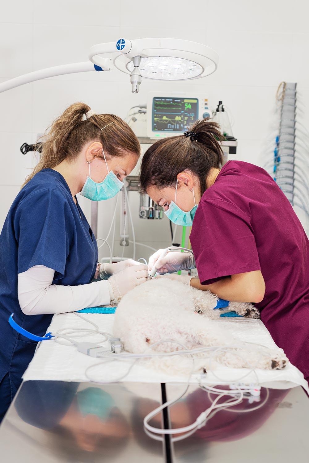 two female veterinarians working together to clean sedated dog's teeth in operating room