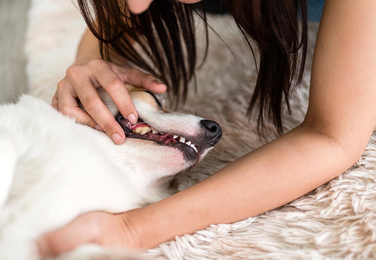 female examining her pet dog's teeth at home on fluffy rug