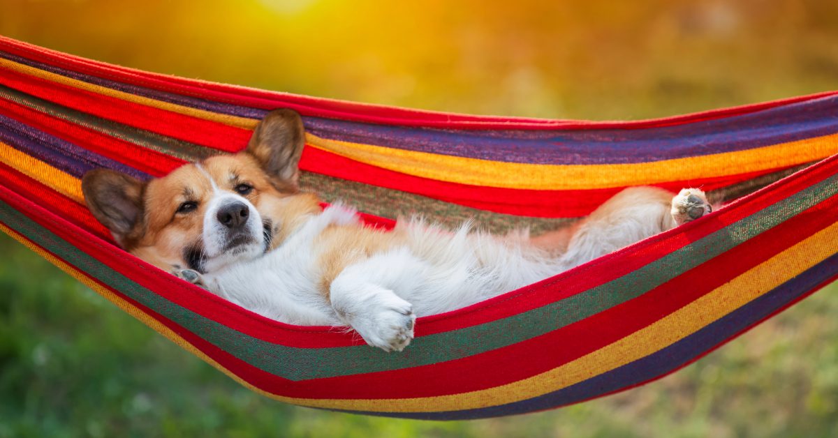 corgi dog relaxing in a colorful hammock outside