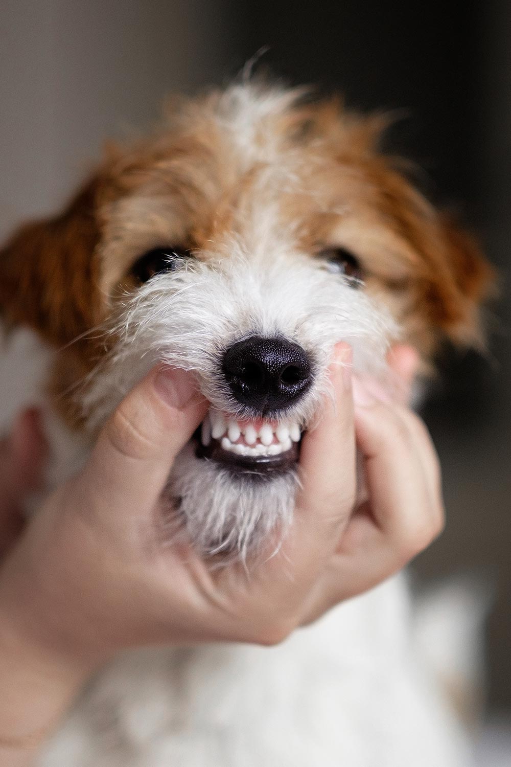 person checking small dog's teeth at home