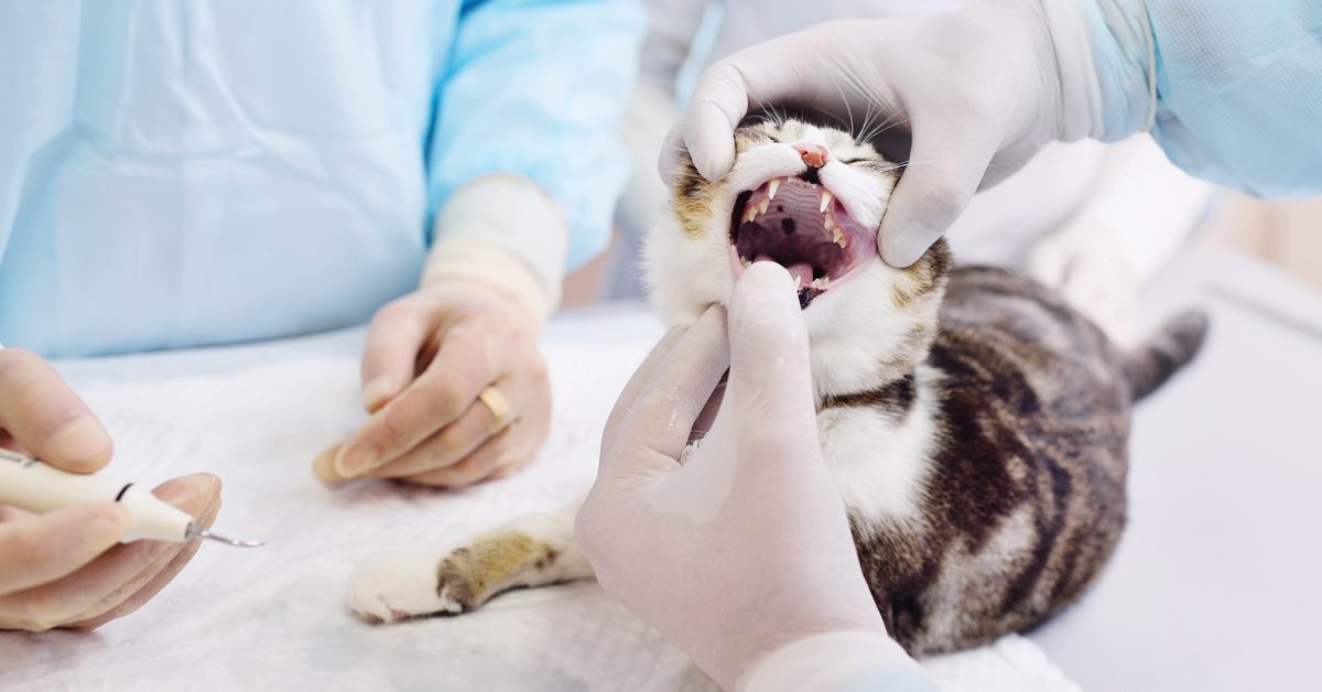 vet examining cat's teeth at clinic