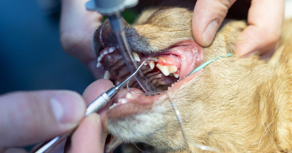 close up of vet removing tartar from dog's gums prior to tooth extraction