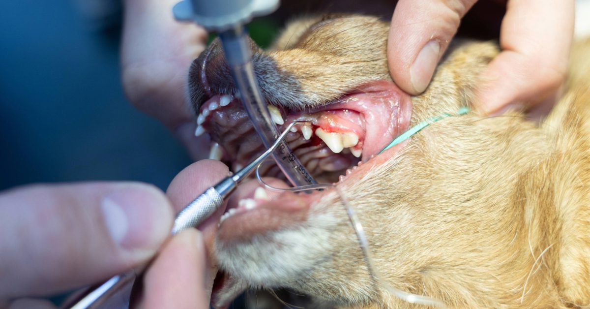 close up of vet removing tartar from dog's gums prior to tooth extraction