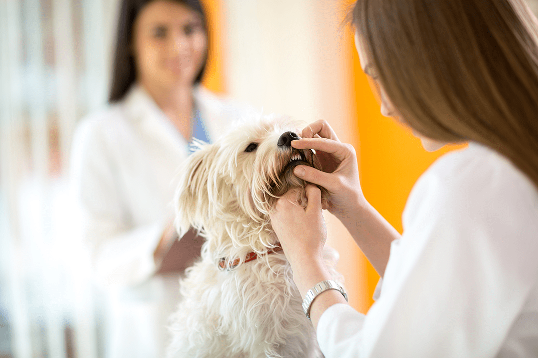 Dog Dental Exam