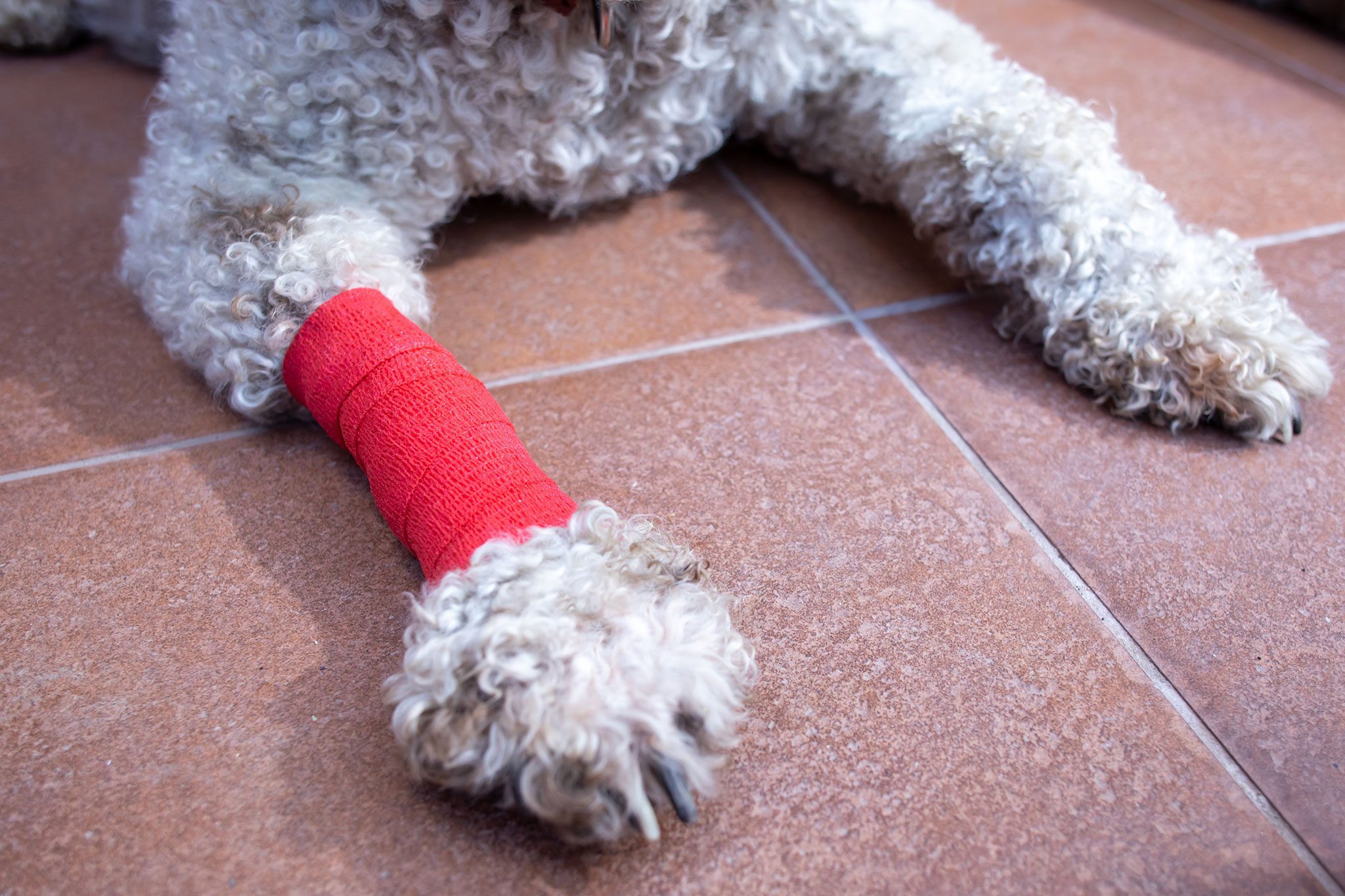 goldendoodle sitting with legs splayed out; front right leg has a red bandage wrapped around it