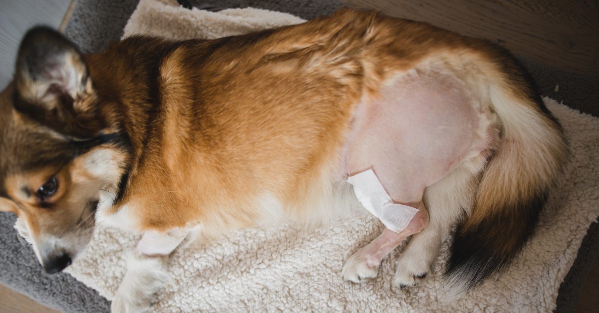 corgi dog resting with a shaved leg during TPLO healing process