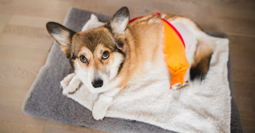 Corgi dog laying on a pillow on the floor during the Tplo Post Operative Care