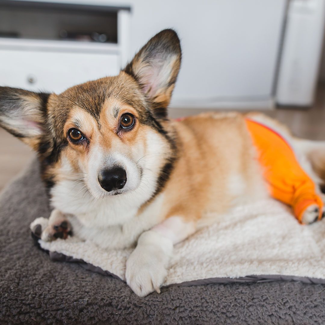 welsh pembroke corgi wearing bright orange lick sleeve on hind leg recovering from surgery at home