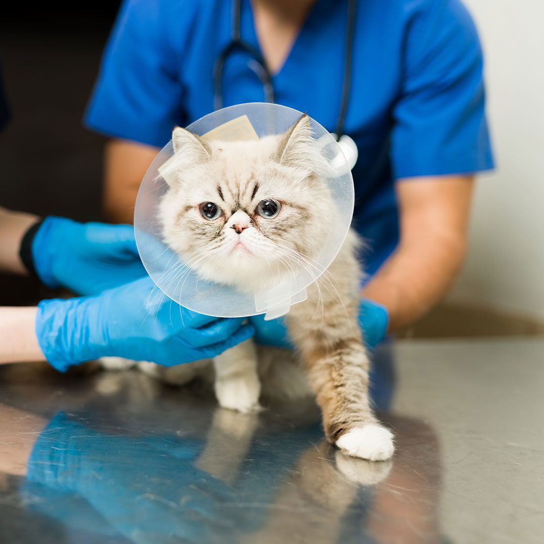 veterinarian and assistant holding and examining cat wearing plastic clear cone around neck