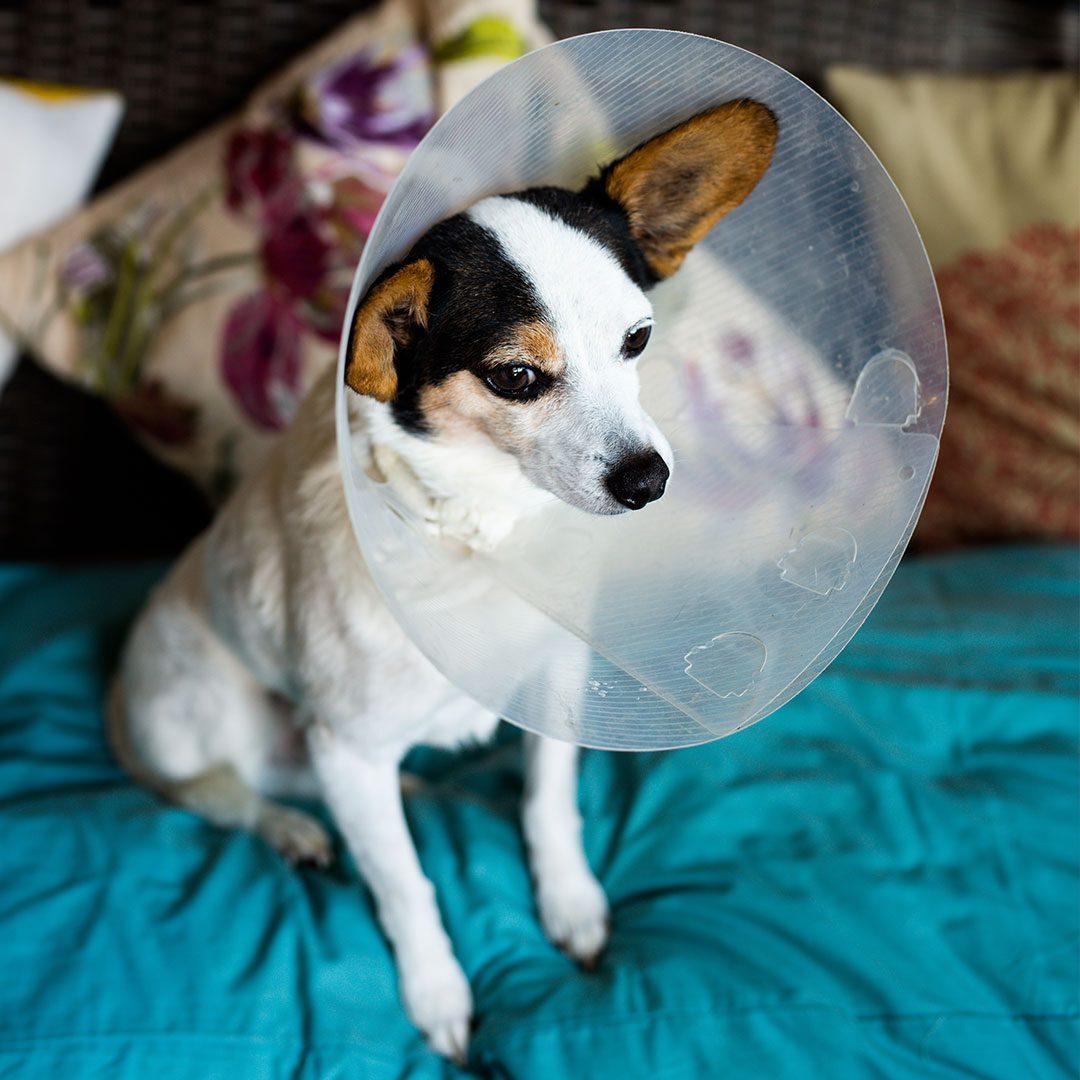 tri-colored jack russell terrier dog wearing clear plastic cone around neck sitting on bed indoors
