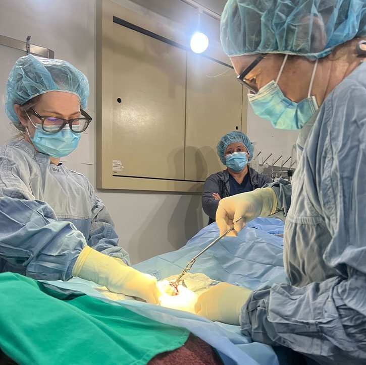 two female veterinarians performing surgery in operating room